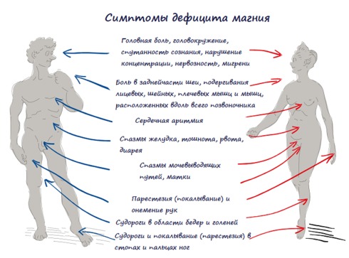 УДИВИТЕЛЬНАЯ роль магния в организме человека