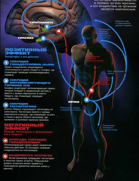 Секреты тестостерона