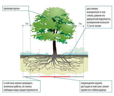 Как спасти деревья на участке во время стройки