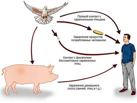 Где ещё живёт сальмонелла? Сальмонеллёз и его последствия