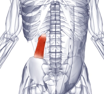 Синдром квадратной мышцы поясницы