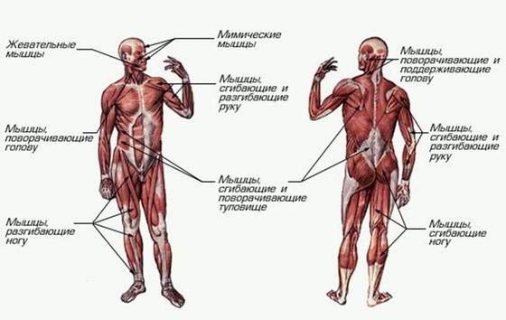 Диагонально фасциальная гимнастика: упражнения для рук, ног, шеи и лица