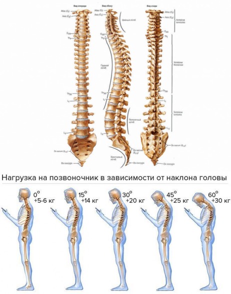 Адекватная нагрузка на позвоночник: как правильно сидеть и стоять