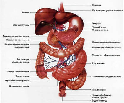 Пищеварительный тракт: что и как происходит