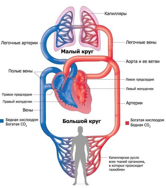 Сердечно-сосудистая система: как все устроено