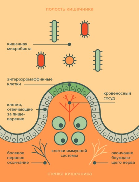 Чего от нас хотят микробы