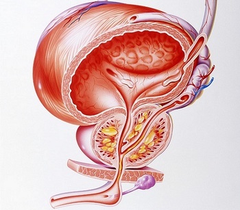 Берегите простату смолоду: Как распознать начало заболевания