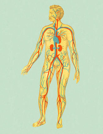 Сердечно-сосудистая система: как все устроено