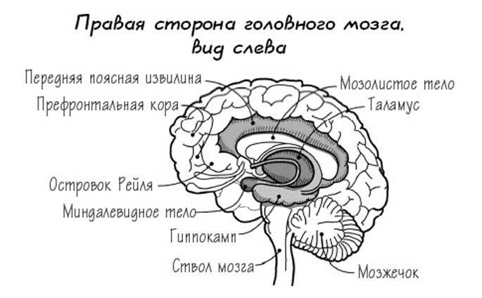 Растущий мозг: КАК мы выращиваем новые нейроны