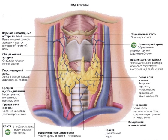 Щитовидная железа: 10 мифов 