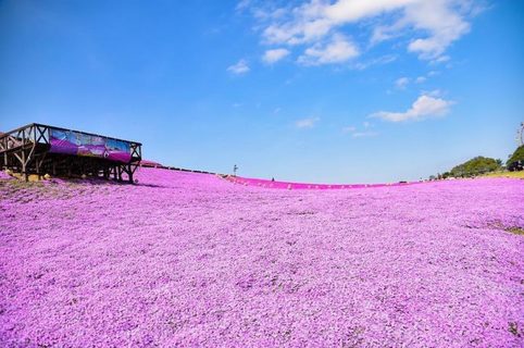 Фотографии японских цветочных полей, от которых просто дух захватывает