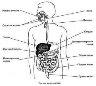 Пищеварительный тракт: что и как происходит