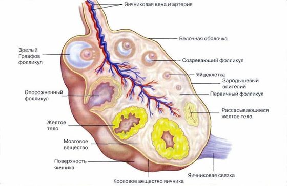 Самое ВАЖНОЕ о женском здоровье