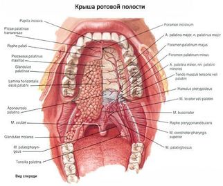 5 волшебных точек для оздоровления носоглотки