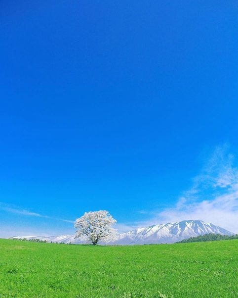 Фотографии японских цветочных полей, от которых просто дух захватывает