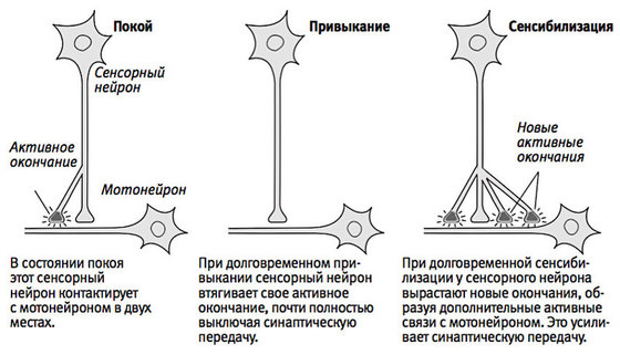 Дорогая аплизия! Расскажи мне о работе памяти